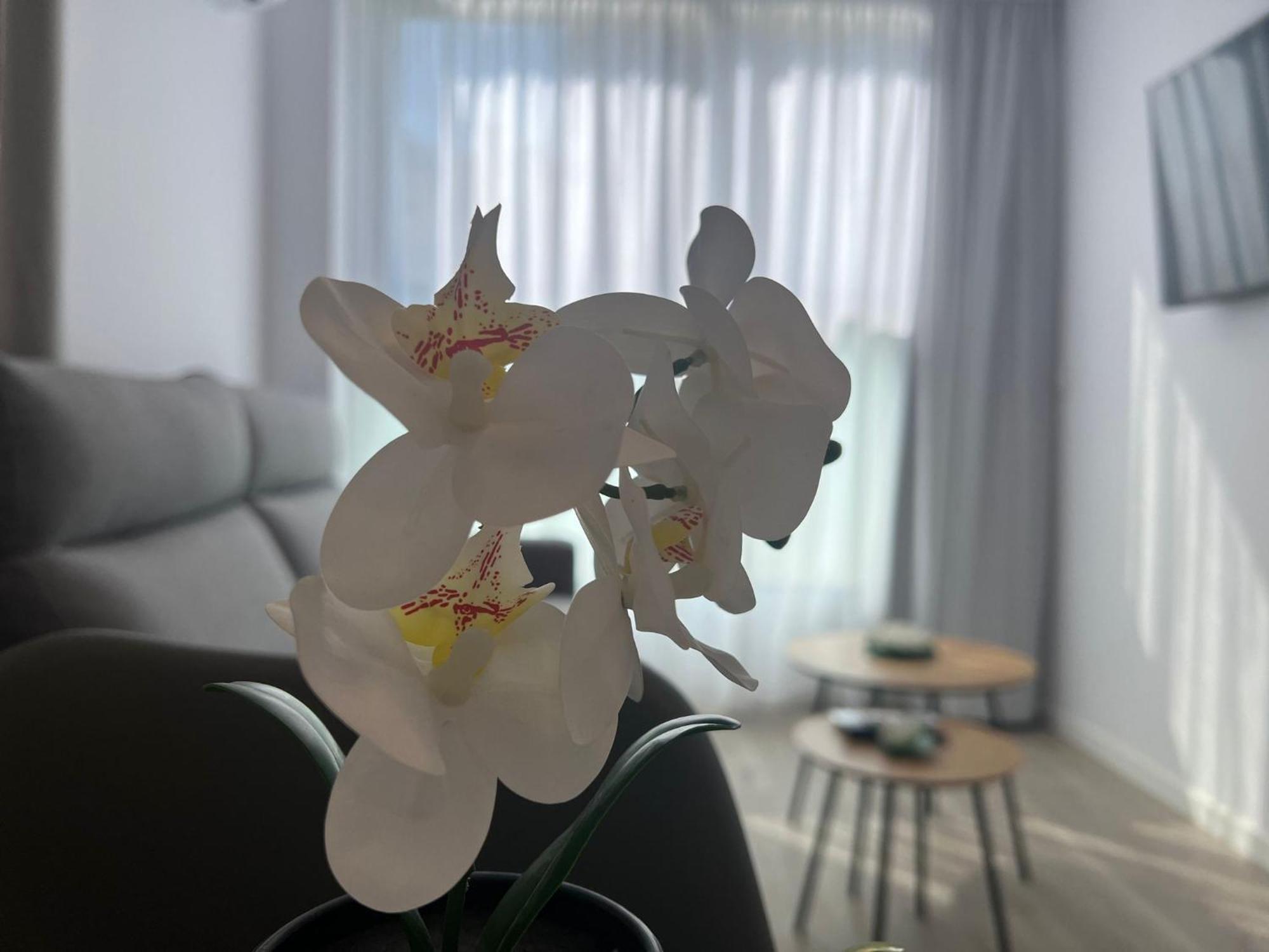 Apartamentos Aurea Pal 8 Y Gran Atenea Esperanto 5 貝尼多姆 外观 照片